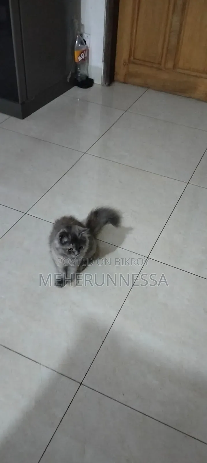 3-6 months Female Purebred Persian