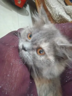 3-6 months Female Purebred Persian