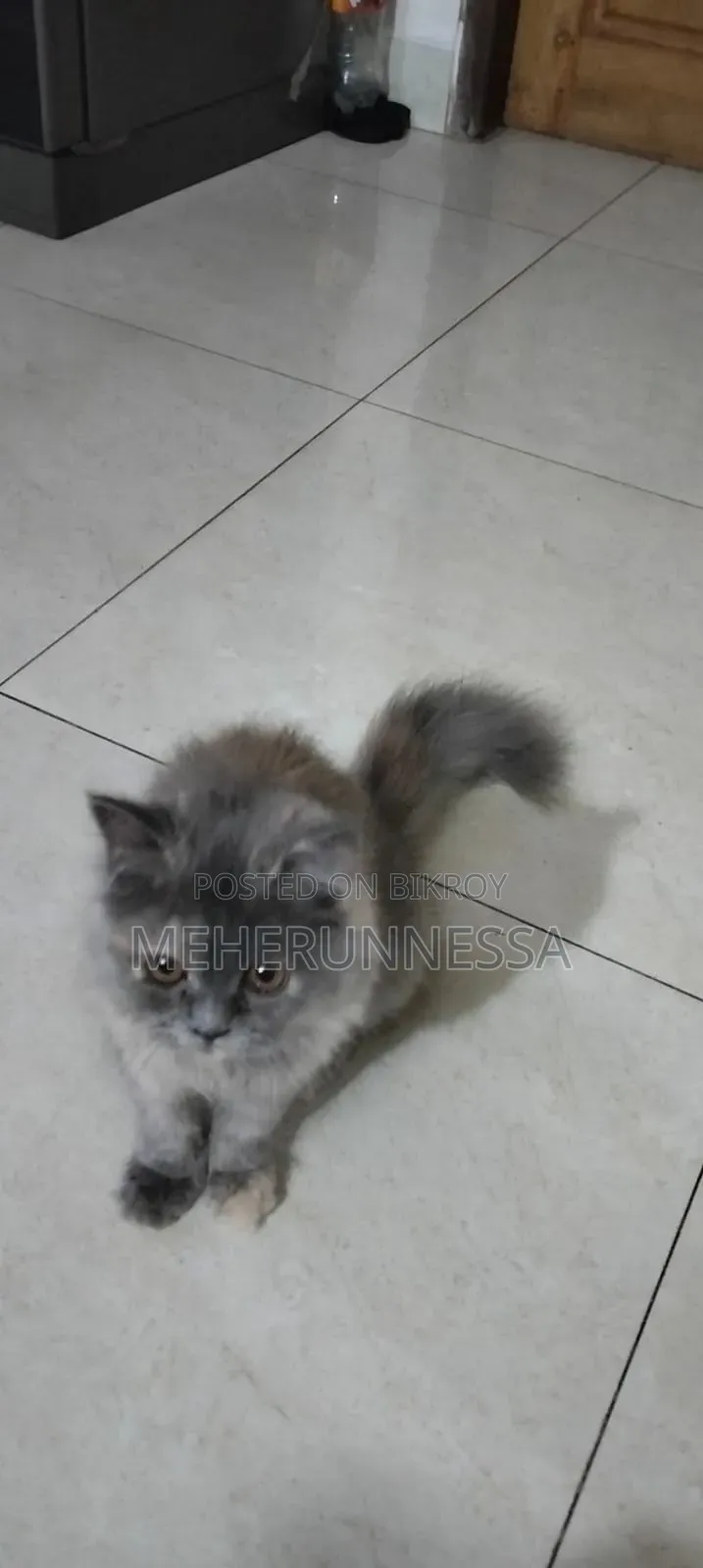 3-6 months Female Purebred Persian