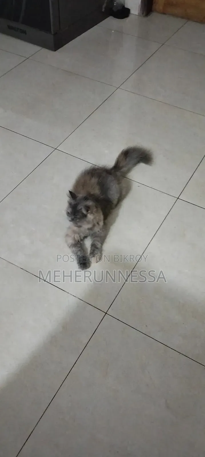 3-6 months Female Purebred Persian