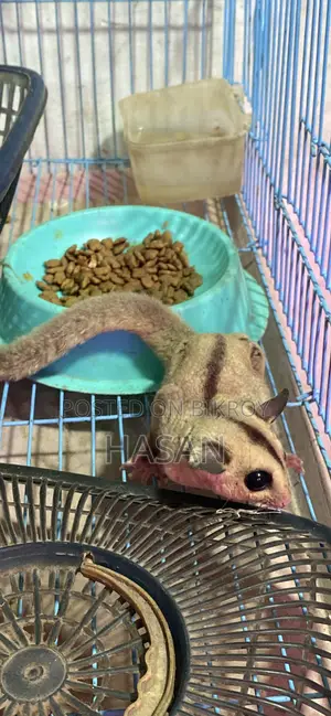 Sugar Glider