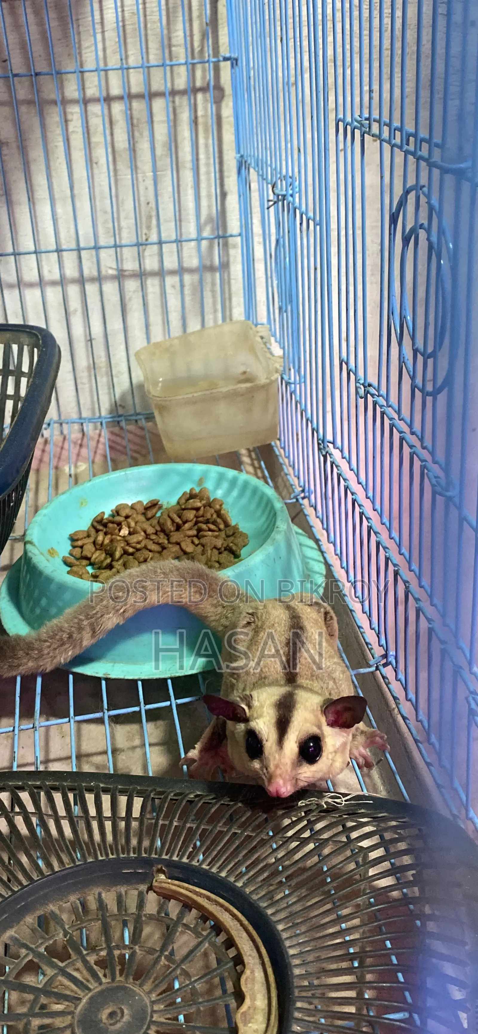 Sugar Glider
