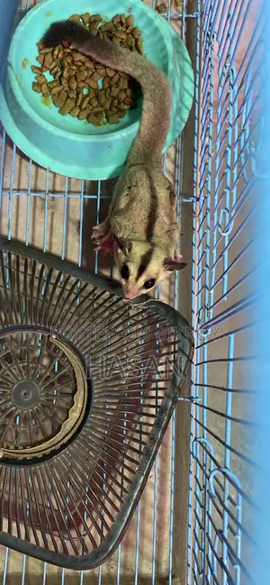 Sugar Glider
