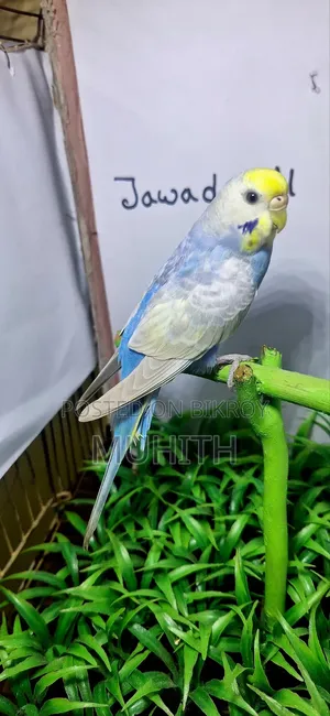 Rainbow Budgerigar Male Females