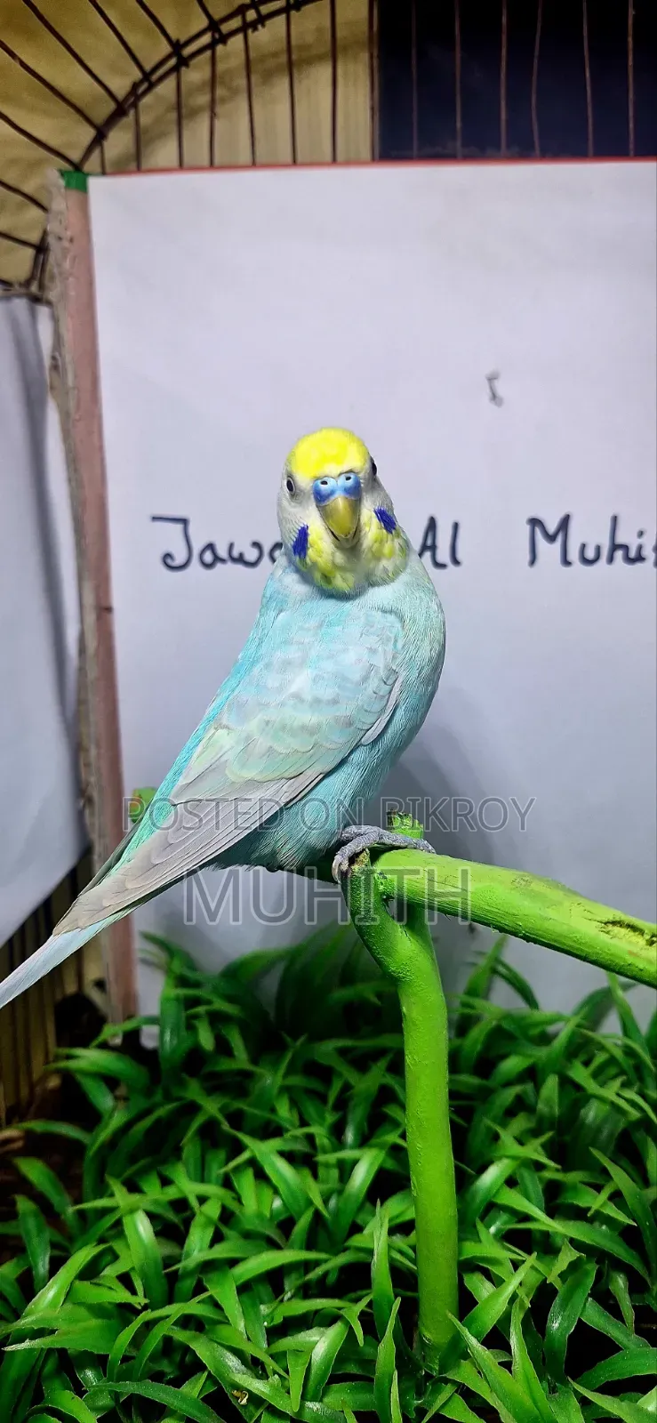 Rainbow Budgrigar Male Females