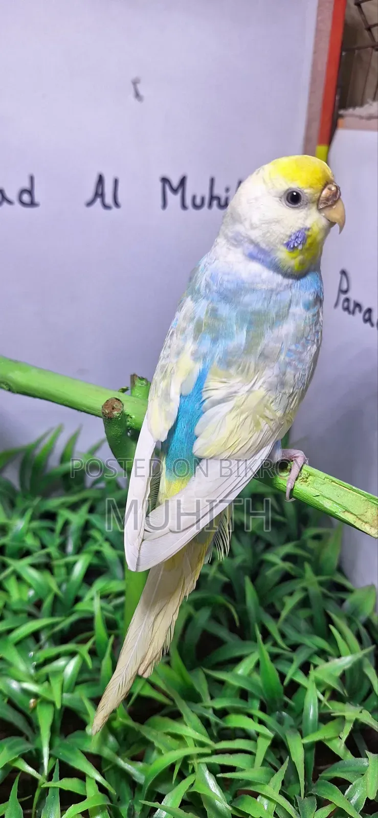 Rainbow Budgrigar Male Females