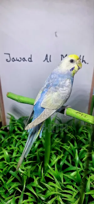 Rainbow Budgrigar Male Females