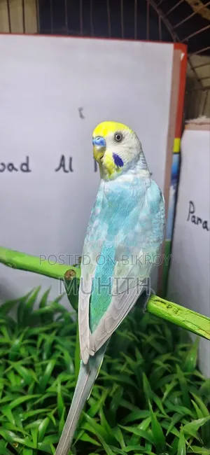 Rainbow Budgrigar Male Females