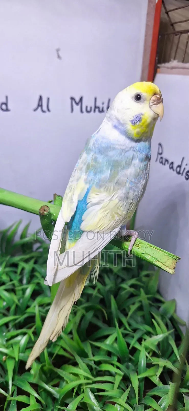 Rainbow Budgrigar Male Females