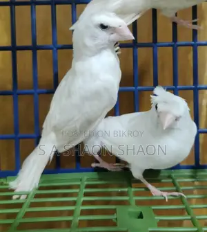 বেংগলি ফিঞ্চ ২ পিস ছেলে