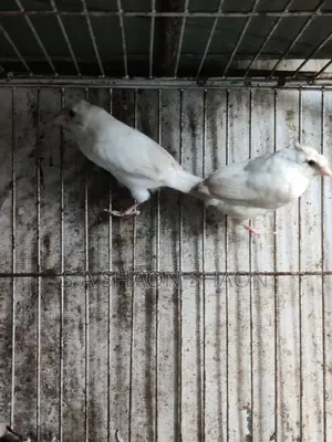 বেংগলি ফিঞ্চ ২ পিস ছেলে