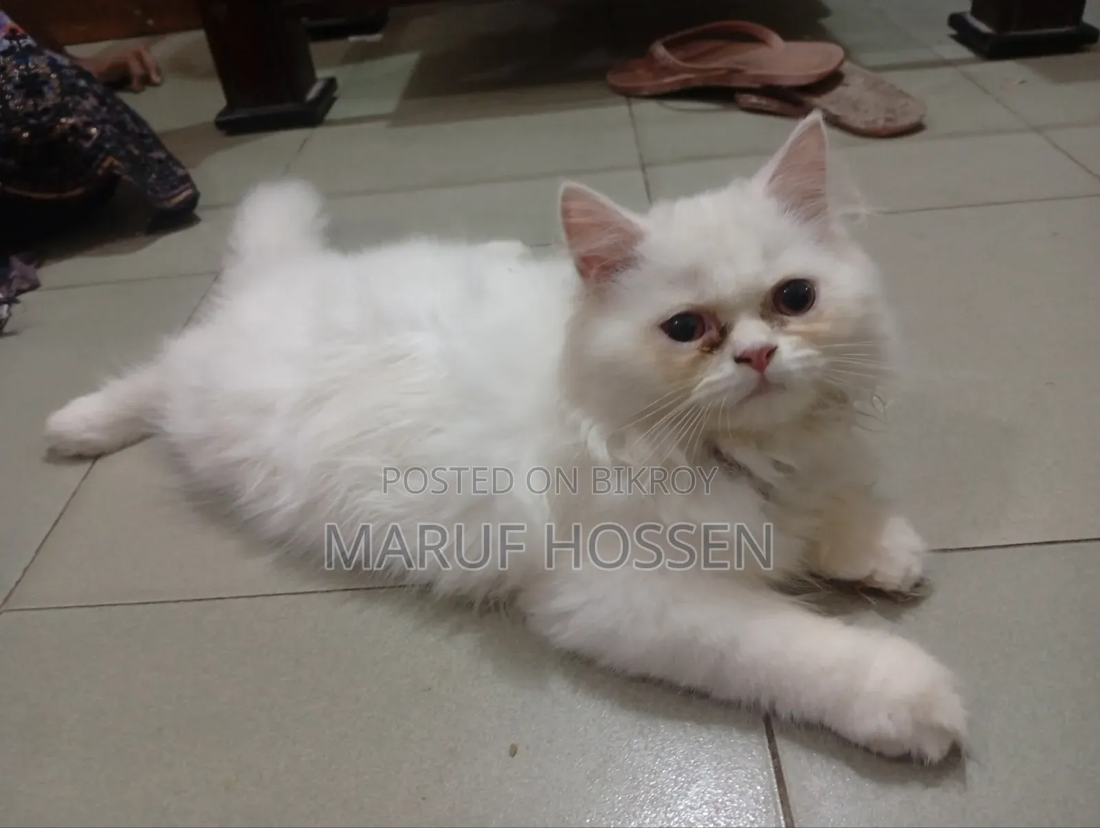 3-6 Months Female Purebred Persian