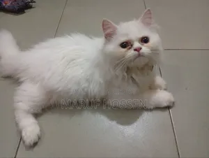 3-6 Months Female Purebred Persian