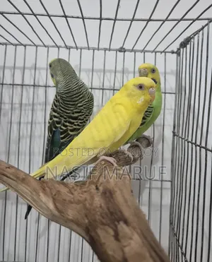 Half Tamed Female Budgies