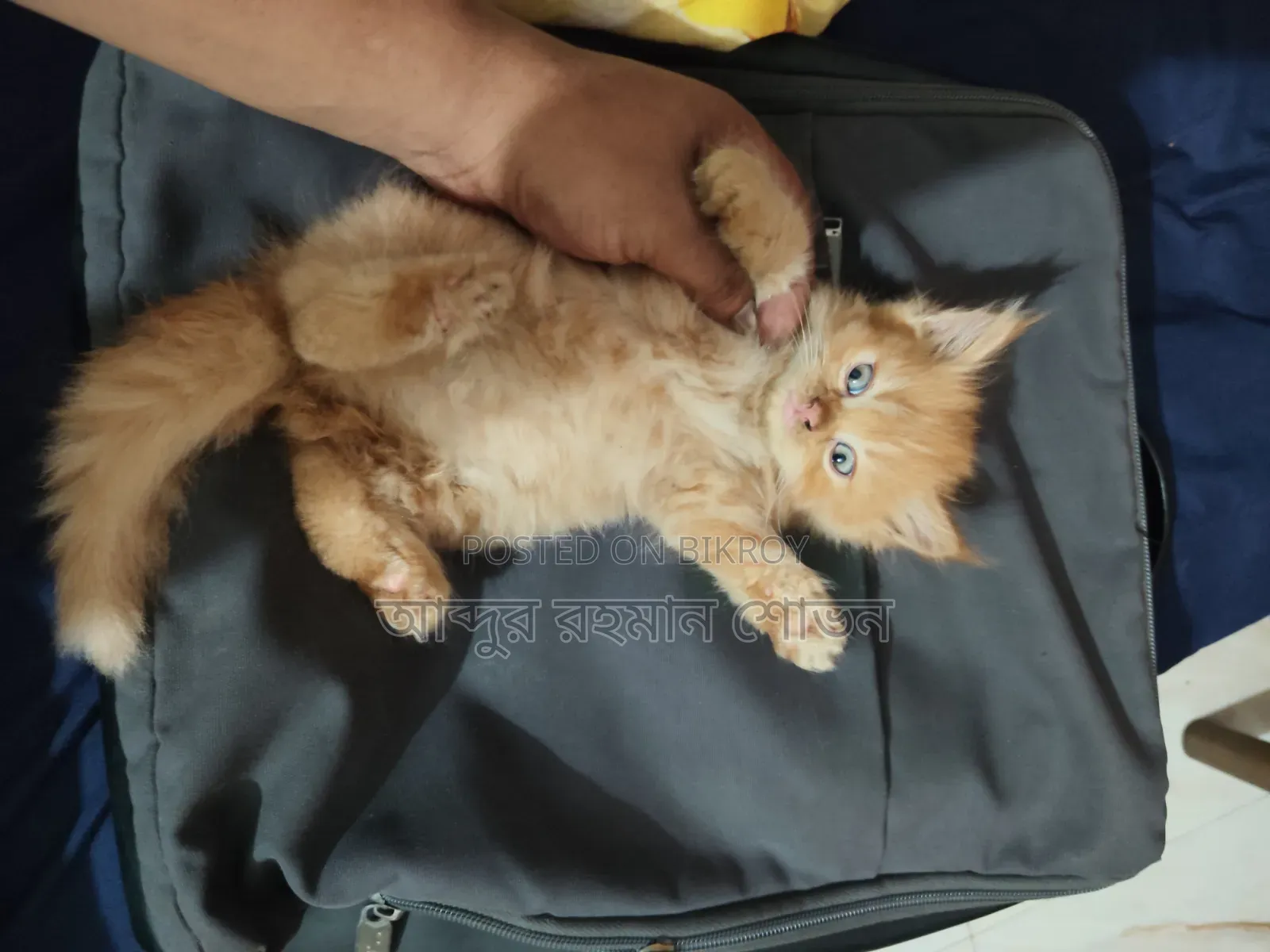 1-3 Months Male Purebred Persian