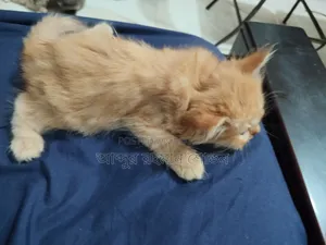 1-3 Months Male Purebred Persian