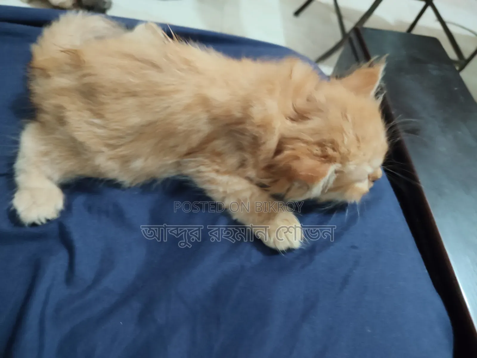 1-3 Months Male Purebred Persian