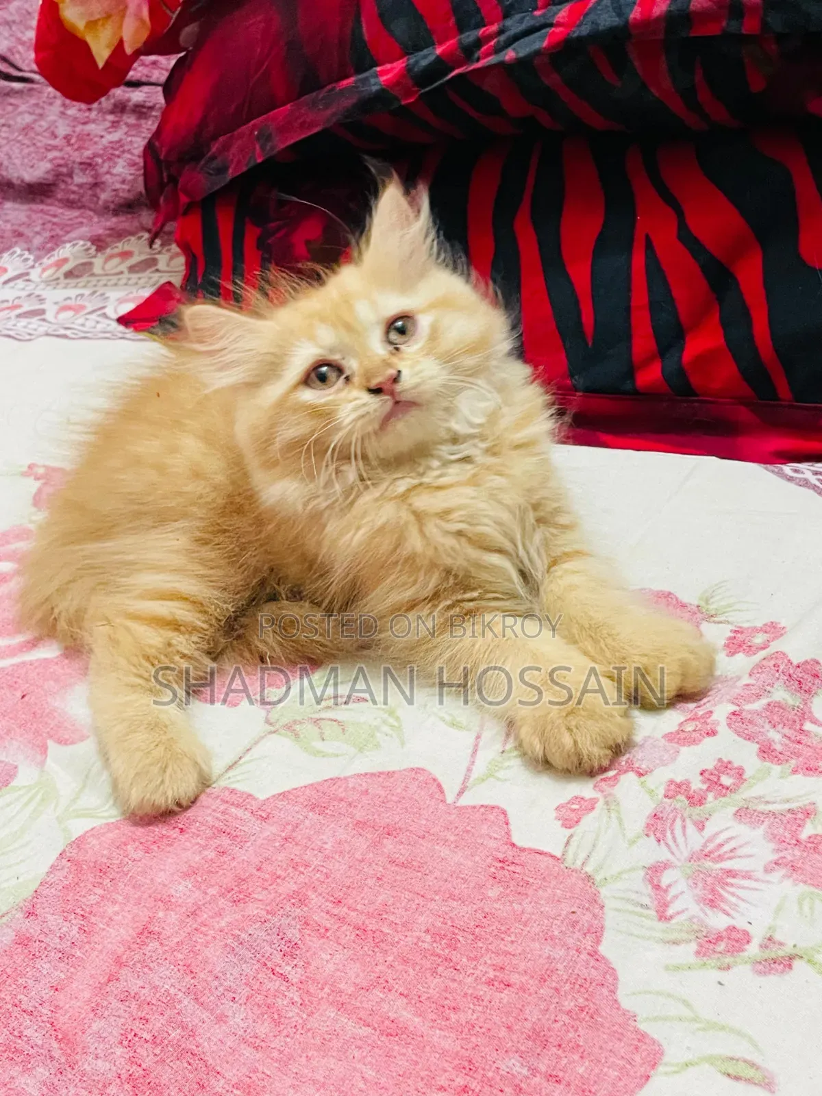 1-3 Months Male Purebred Persian