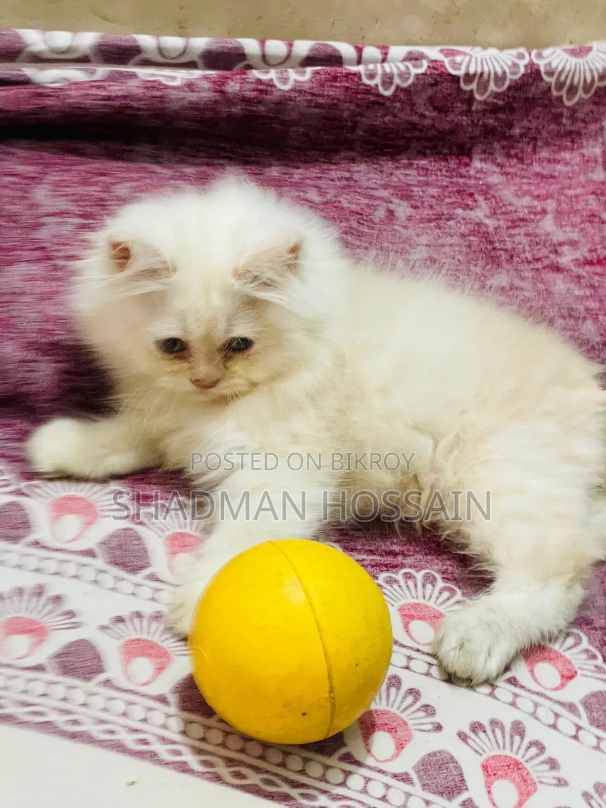 1-3 Months Male Purebred Persian