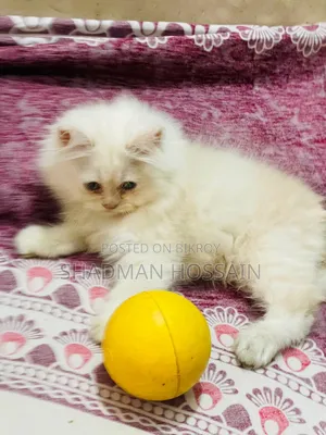 1-3 Months Male Purebred Persian
