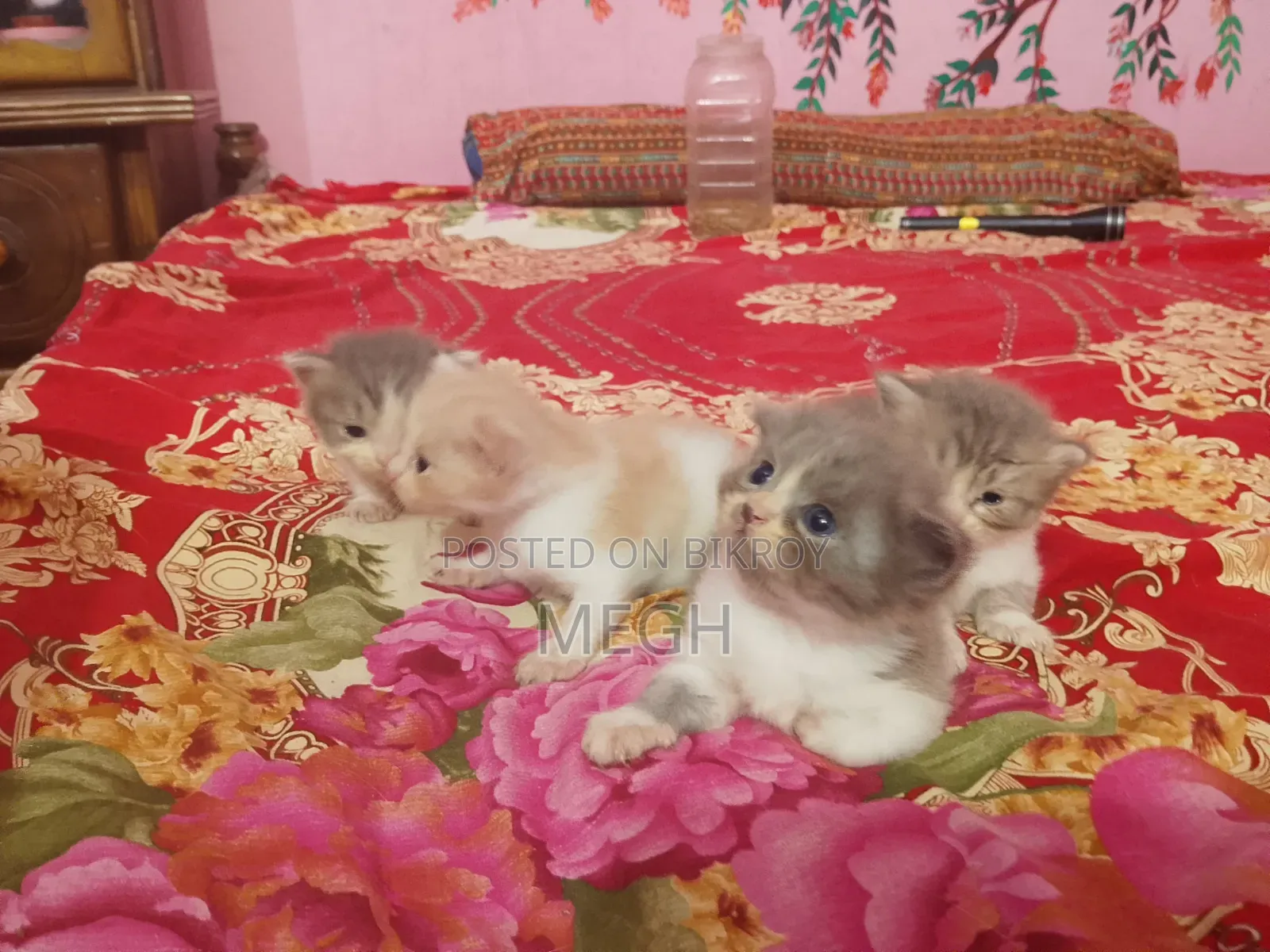1-3 Months Male Purebred Persian