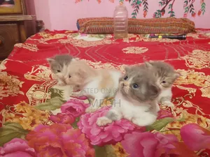 1-3 Months Male Purebred Persian