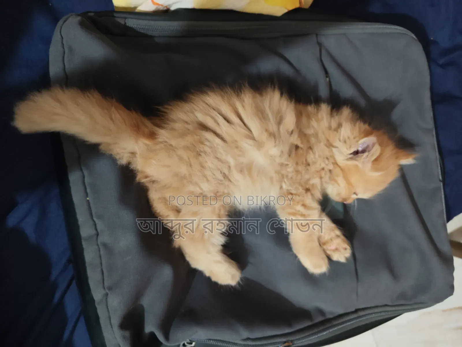 1-3 Months Female Purebred Persian