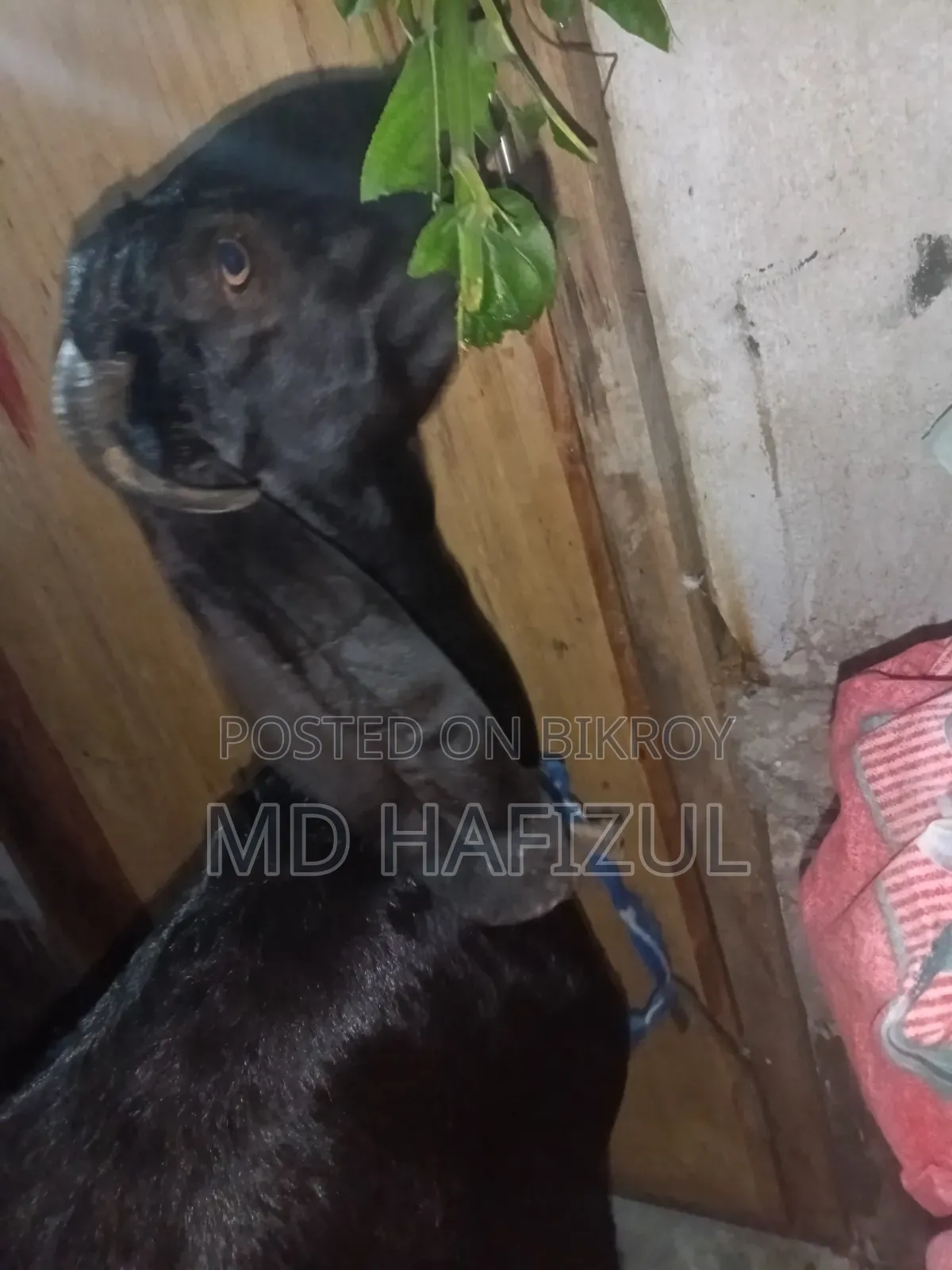 Pakistani Goat