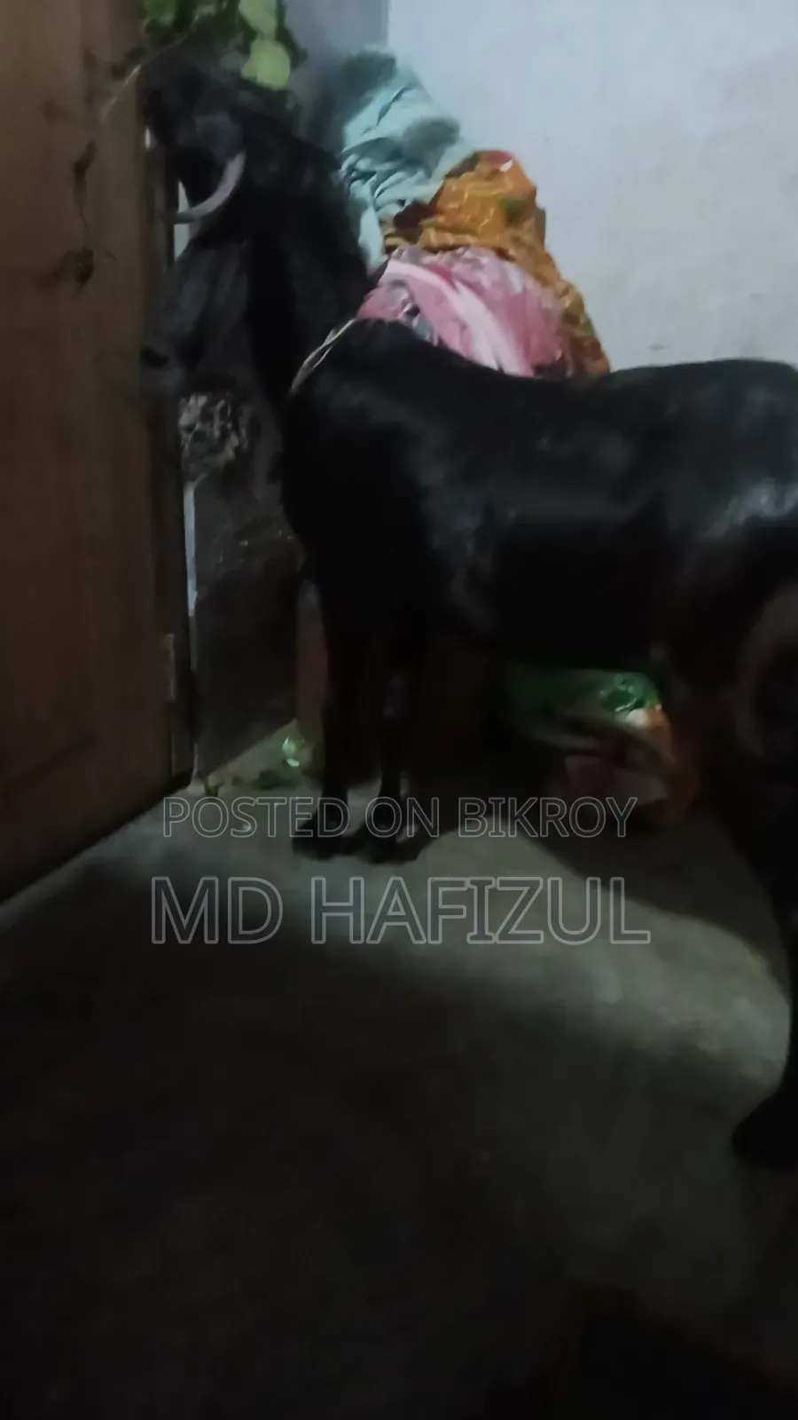 Pakistani Goat