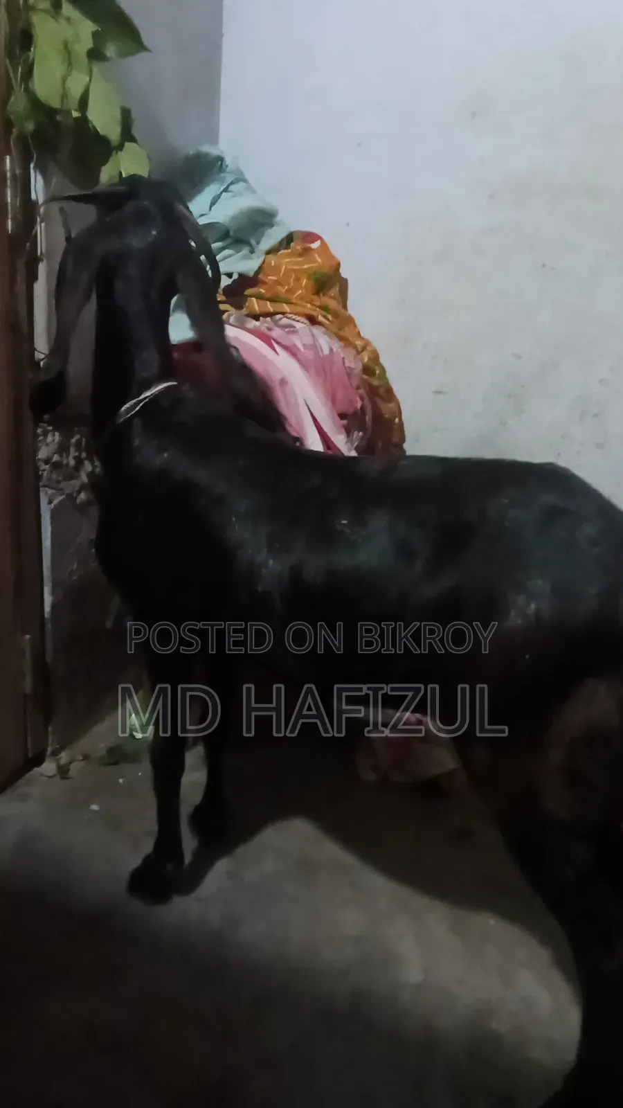 Pakistani Goat