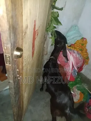 Pakistani Goat