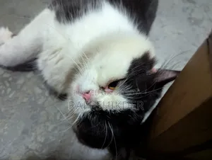 1+ Year Male Purebred Persian