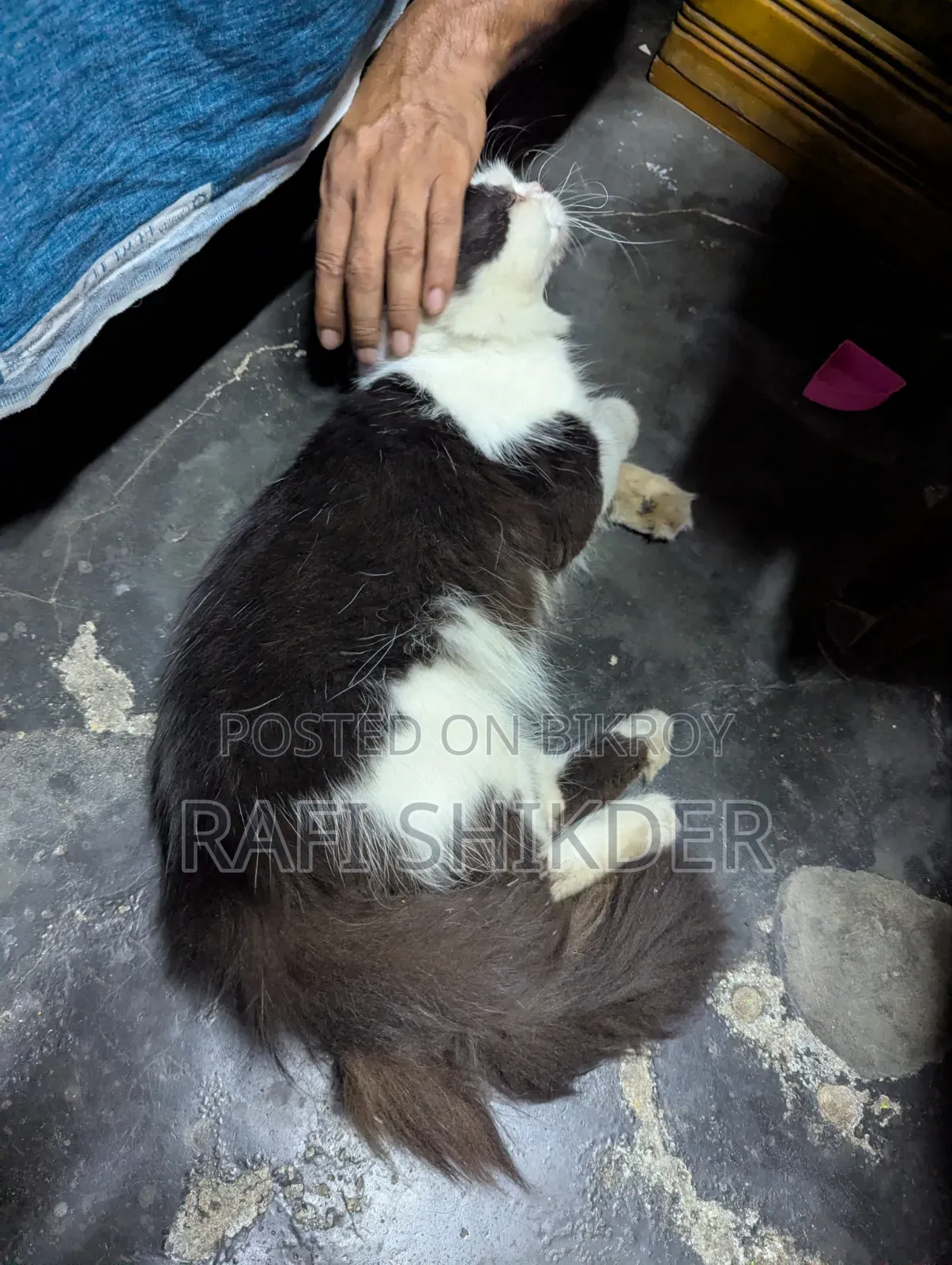 1+ Year Male Purebred Persian