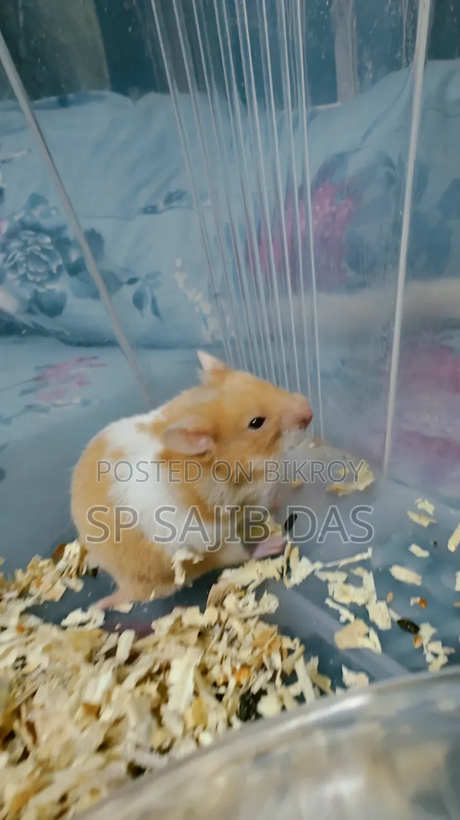 Syrian Teddy Face Hamster