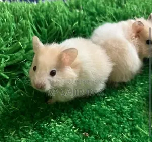Syrian Teddy Face Hamster