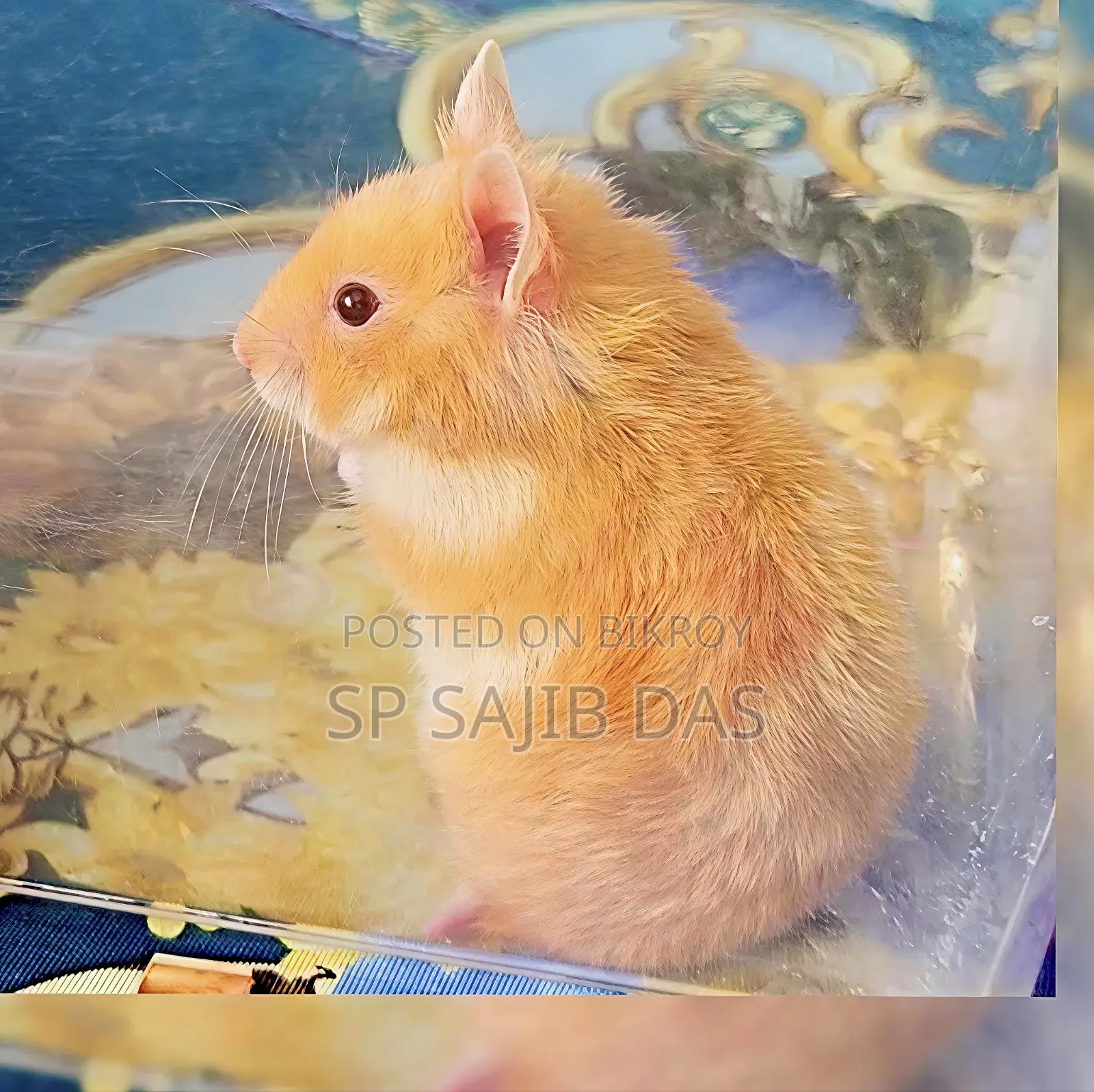 Syrian Teddy Face Hamster