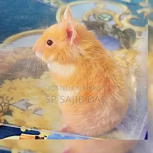 Syrian Teddy Face Hamster
