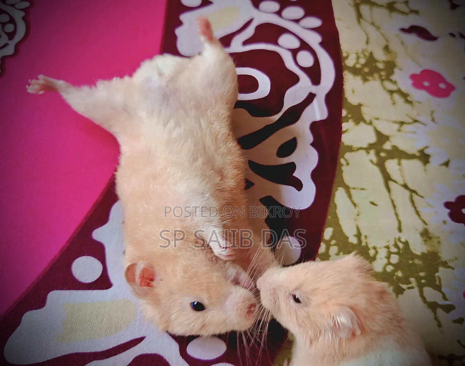 Syrian Teddy Face Hamster