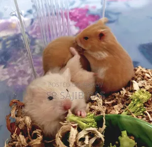 Syrian Teddy Face Hamster