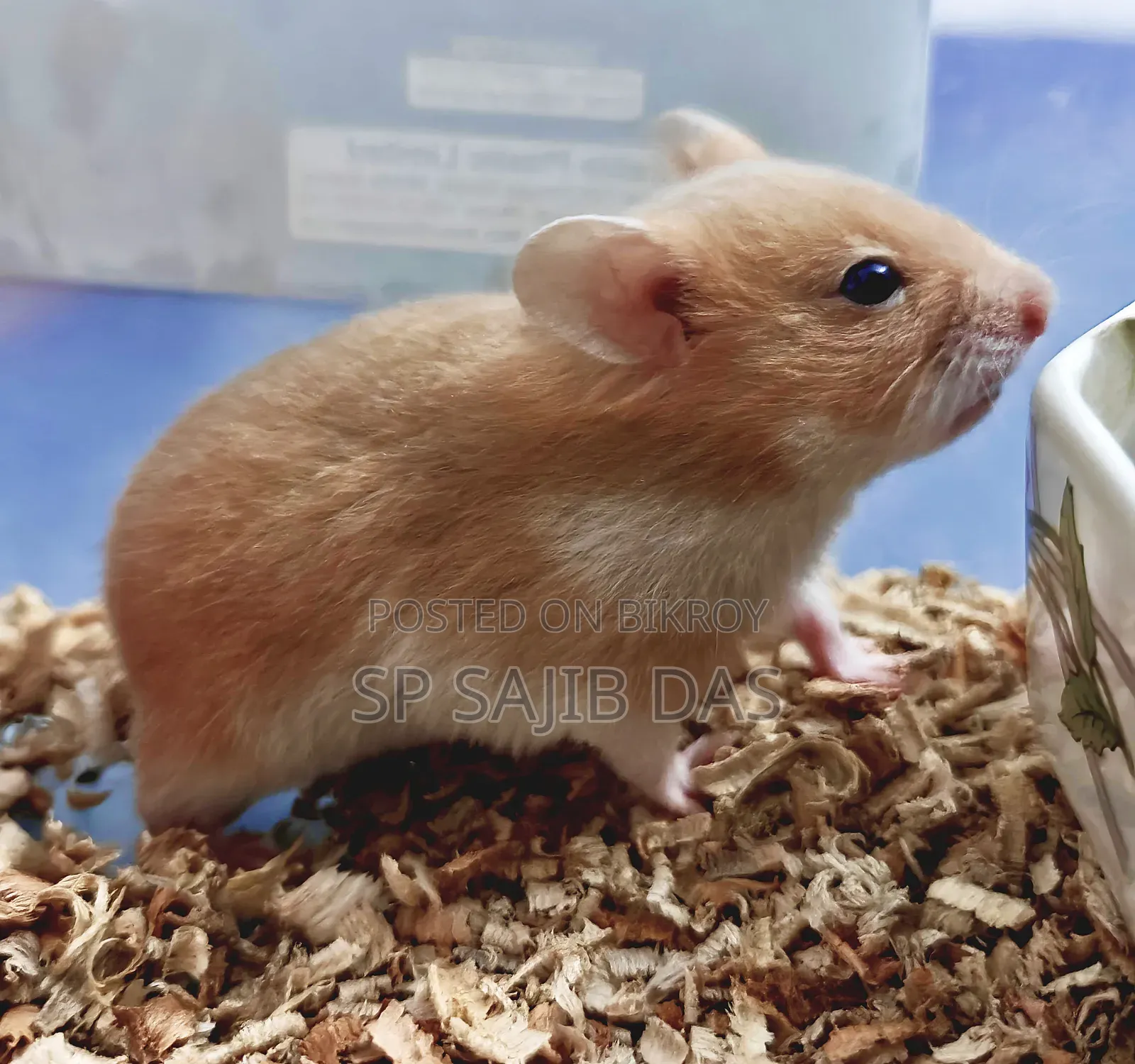 Syrian Teddy Face Hamster
