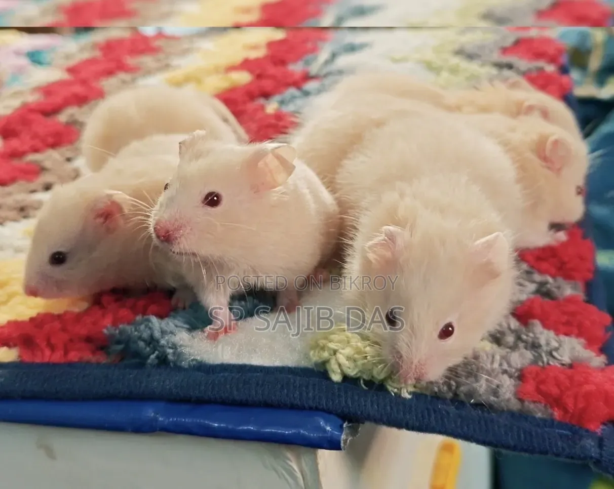 Syrian Teddy Face Hamster