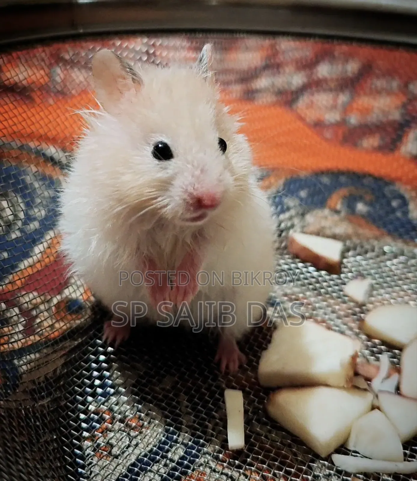 Syrian Teddy Face Hamster