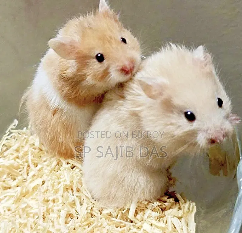 Syrian Teddy Face Hamster