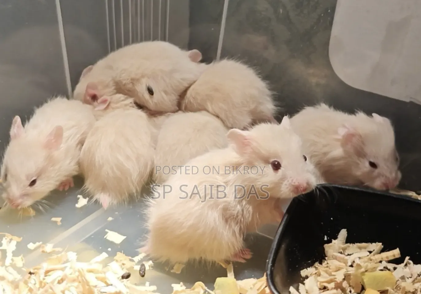 Syrian Teddy Face Hamster