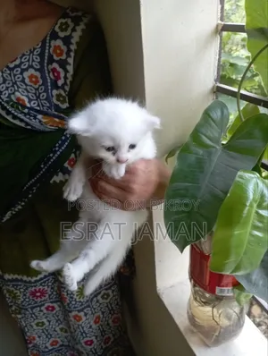 1-3 Months Female Purebred Persian