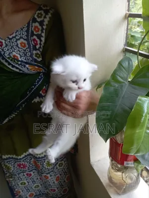 1-3 Months Female Purebred Persian