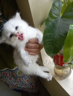 1-3 months Female Purebred Persian