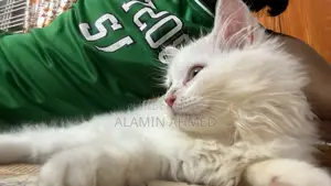 1-3 Months Male Purebred Persian