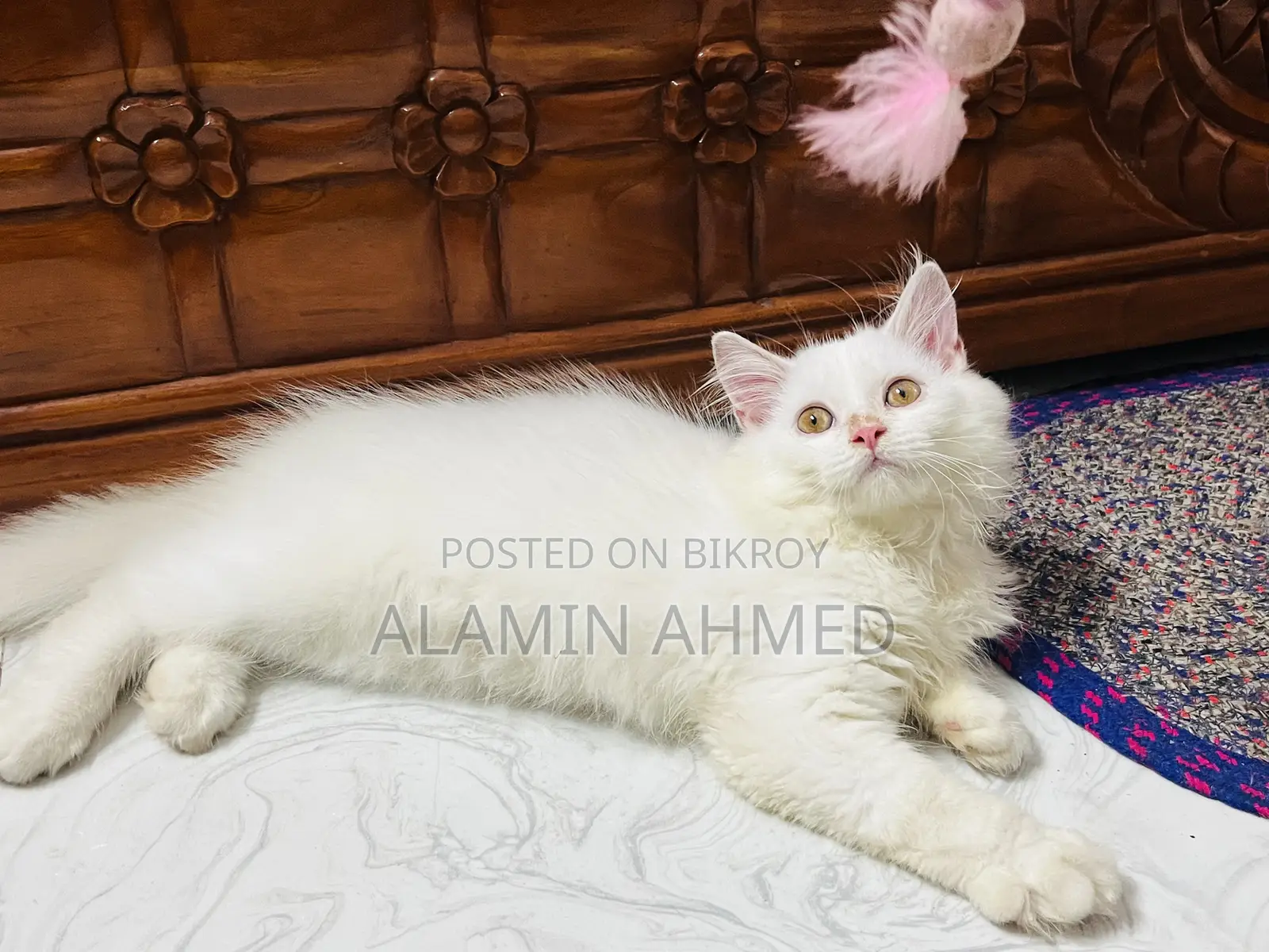 1-3 Months Male Purebred Persian