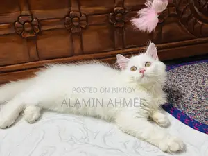 1-3 Months Male Purebred Persian